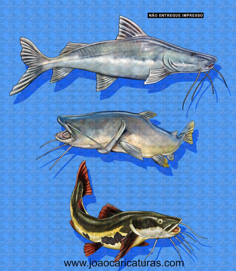 Desenho feito sobre encomenda de peixes, Jaú, Piraiba, Pirarará, clube, pescador, aquático, Ariranha, Pacú, peixe de agua doce, logo, pescaria, encontro